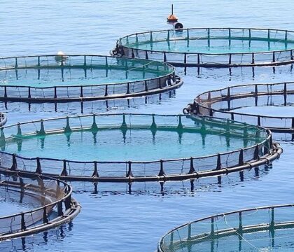 Mycotoxins in Aquaculture: How to Avoid Losing Fish, Feed & Profits