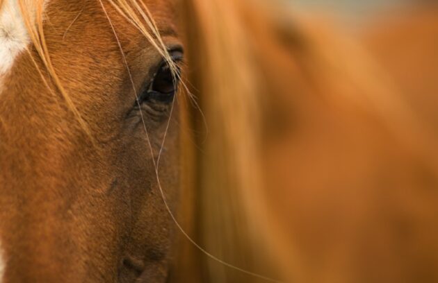 Why Horse Supplements Are Necessary for High-Performance Equines